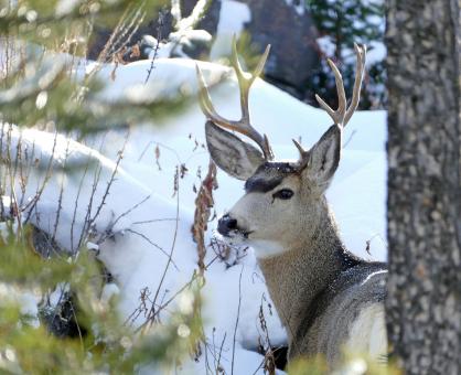 Free Stock Photo of Mule Deer