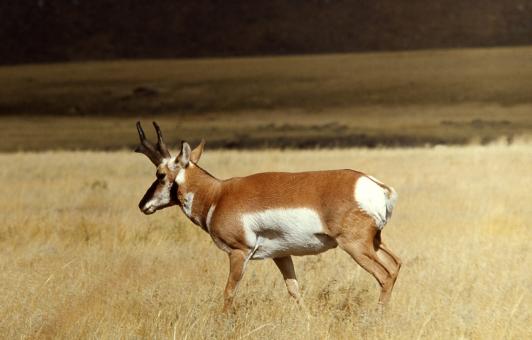 Free Stock Photo of Wild Pronghorn