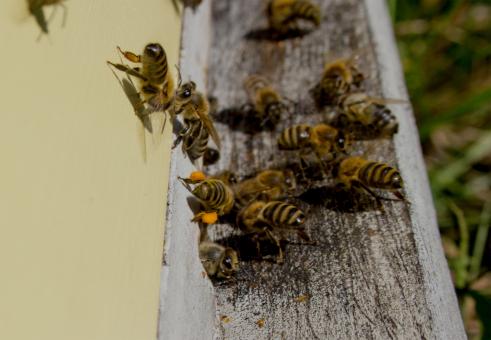 Free Stock Photo of Bees entering bee hive