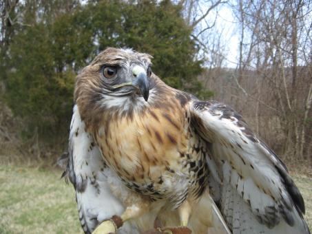 Free Stock Photo of Red Tailed Hawk