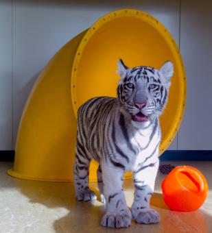 Free Stock Photo of Tiger Cub