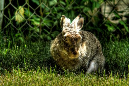Free Stock Photo of Wild Hare