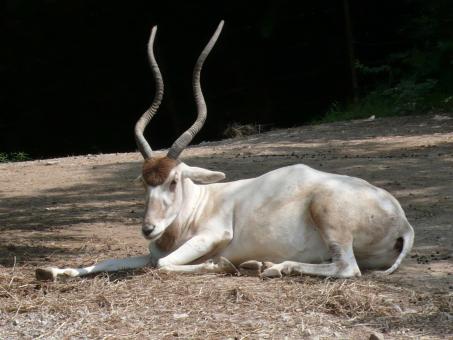 Free Stock Photo of White Addax