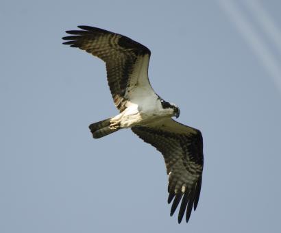 Free Stock Photo of Flying Hawk