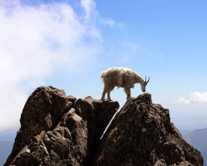 Free Stock Photo of Mountain Goat