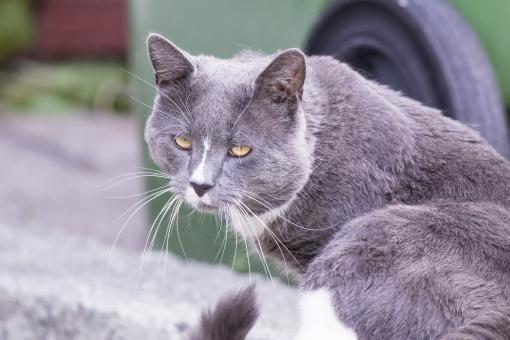 Free Stock Photo of Pet Cat