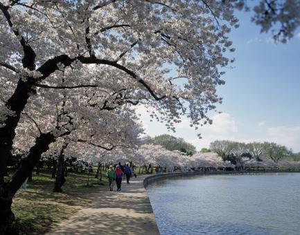 Free Stock Photo of Cherry Trees