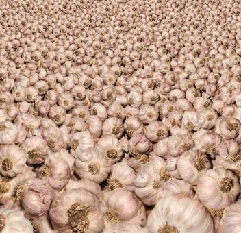 Free Stock Photo of Raw Garlic