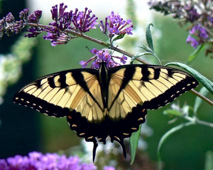 Free Stock Photo of Butterfly in the Garden