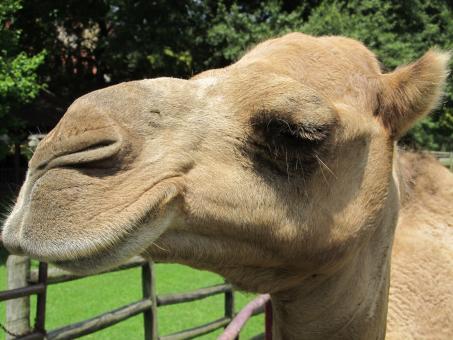 Free Stock Photo of Camel Closeup