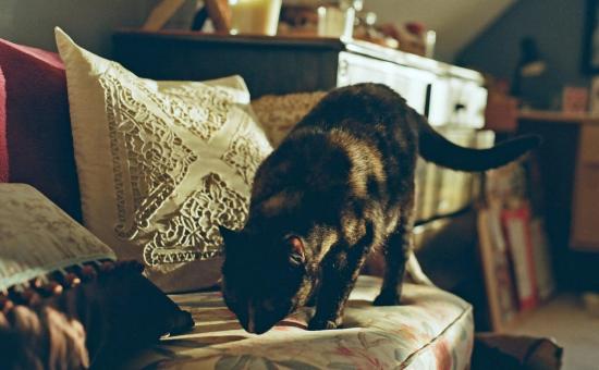 Free Stock Photo of Cat on the Sofa