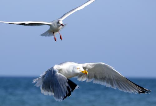 Free Stock Photo of Flying Seagulls