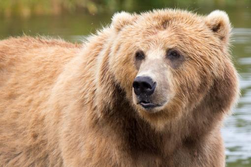 Free Stock Photo of Kodiak Brown Bear