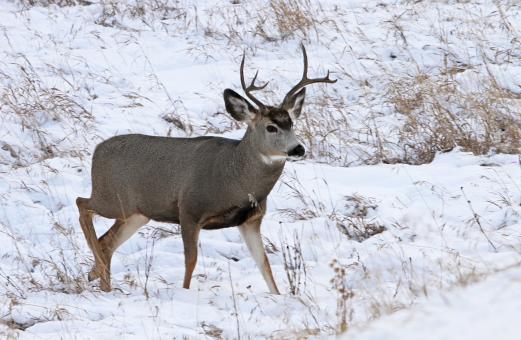 Free Stock Photo of Mule Deer