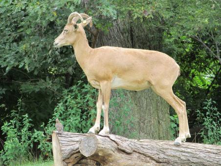 Free Stock Photo of Trancaspian Urial