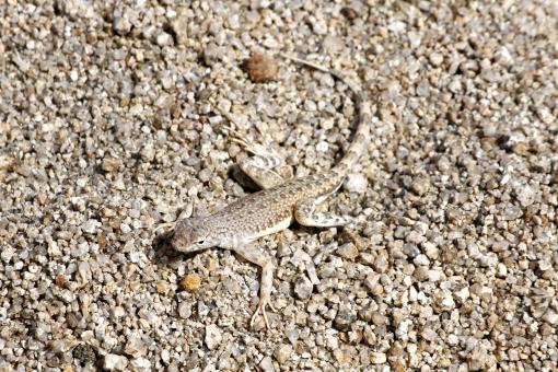 Free Stock Photo of Zebra Tailed Lizard