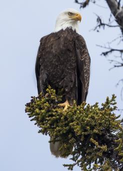 Free Stock Photo of Bald Eagle