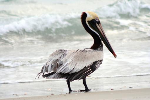 Free Stock Photo of Brown Pelican