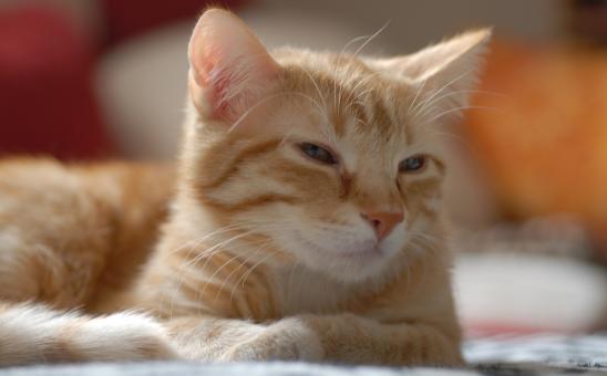 Free Stock Photo of Pet Cat