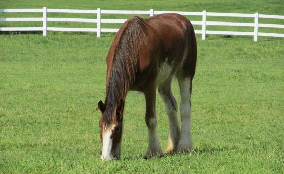 Free Stock Photo of Clydesdale Farm