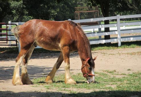 Free Stock Photo of Clydesdale Farm