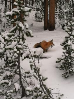 Free Stock Photo of Wild Fox