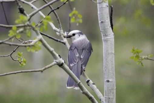Free Stock Photo of Gray Jay