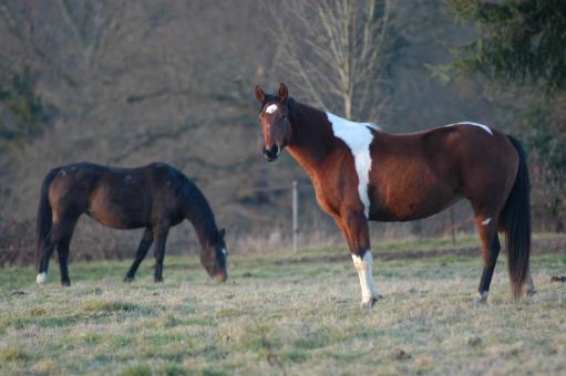 Free Stock Photo of Wild Horses