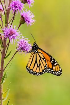 Free Stock Photo of Monarch Butterfly