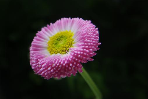 Free Stock Photo of Fresh Daisy