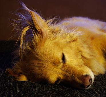 Free Stock Photo of Resting Dog