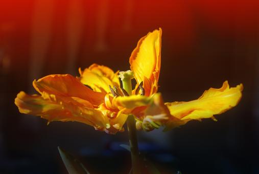 Free Stock Photo of Fresh Flower