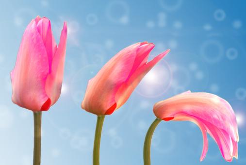 Free Stock Photo of Fresh Tulips