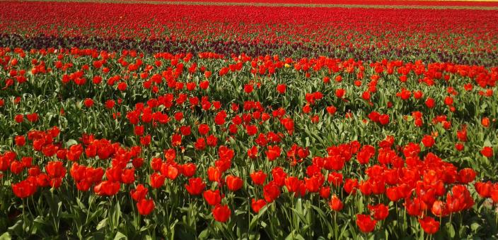 Free Stock Photo of Tulip Garden
