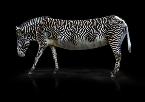 Free Stock Photo of Wild Zebra