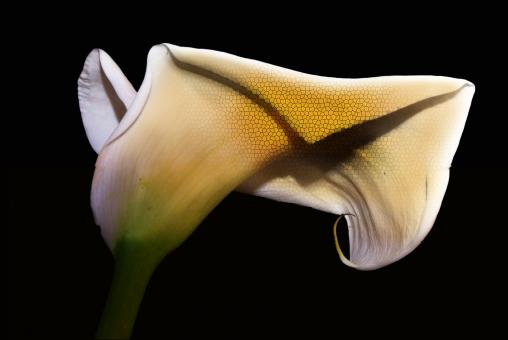 Free Stock Photo of Calla Flower