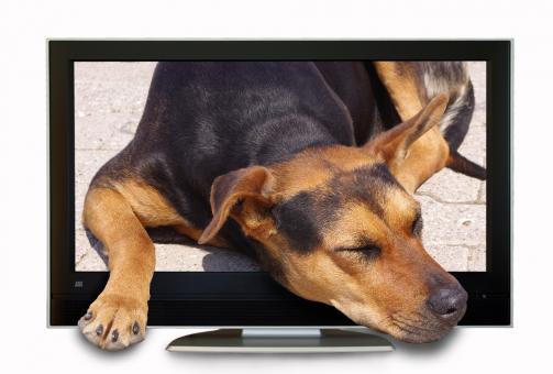 Free Stock Photo of Sleeping Dog