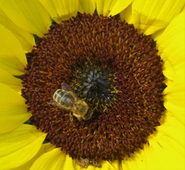 Free Stock Photo of Bee on the Sunflower