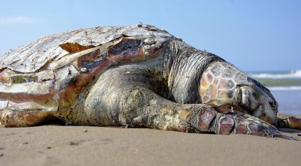 Free Stock Photo of Turtle on the Beach