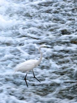 Free Stock Photo of Snowy Egret