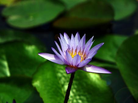 Free Stock Photo of Water Lily