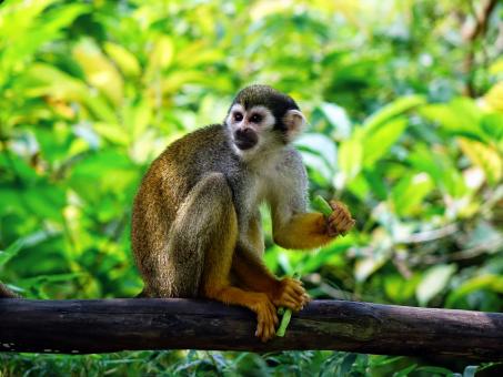 Free Stock Photo of Squirrel Monkey
