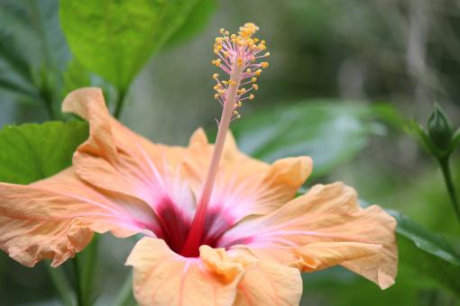 Free Stock Photo of Fresh Hibiscus