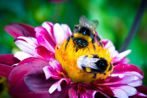 Free Stock Photo of Bee on the Dahlia