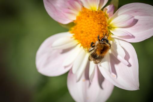 Free Stock Photo of Fly on the Dahlia
