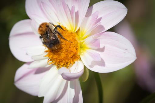 Free Stock Photo of Fly on the Dahlia