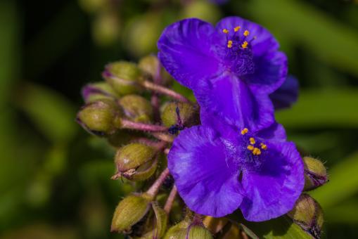 Free Stock Photo of Fresh Flowers