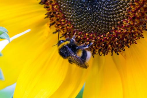 Free Stock Photo of Hummel Bee on the Flower
