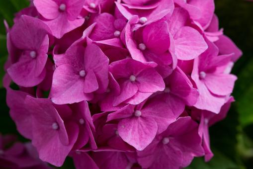 Free Stock Photo of Fresh Hydrangeas