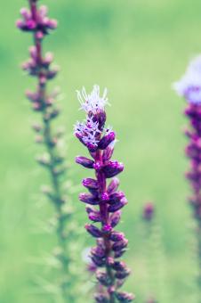 Free Stock Photo of Liatris Spicata
